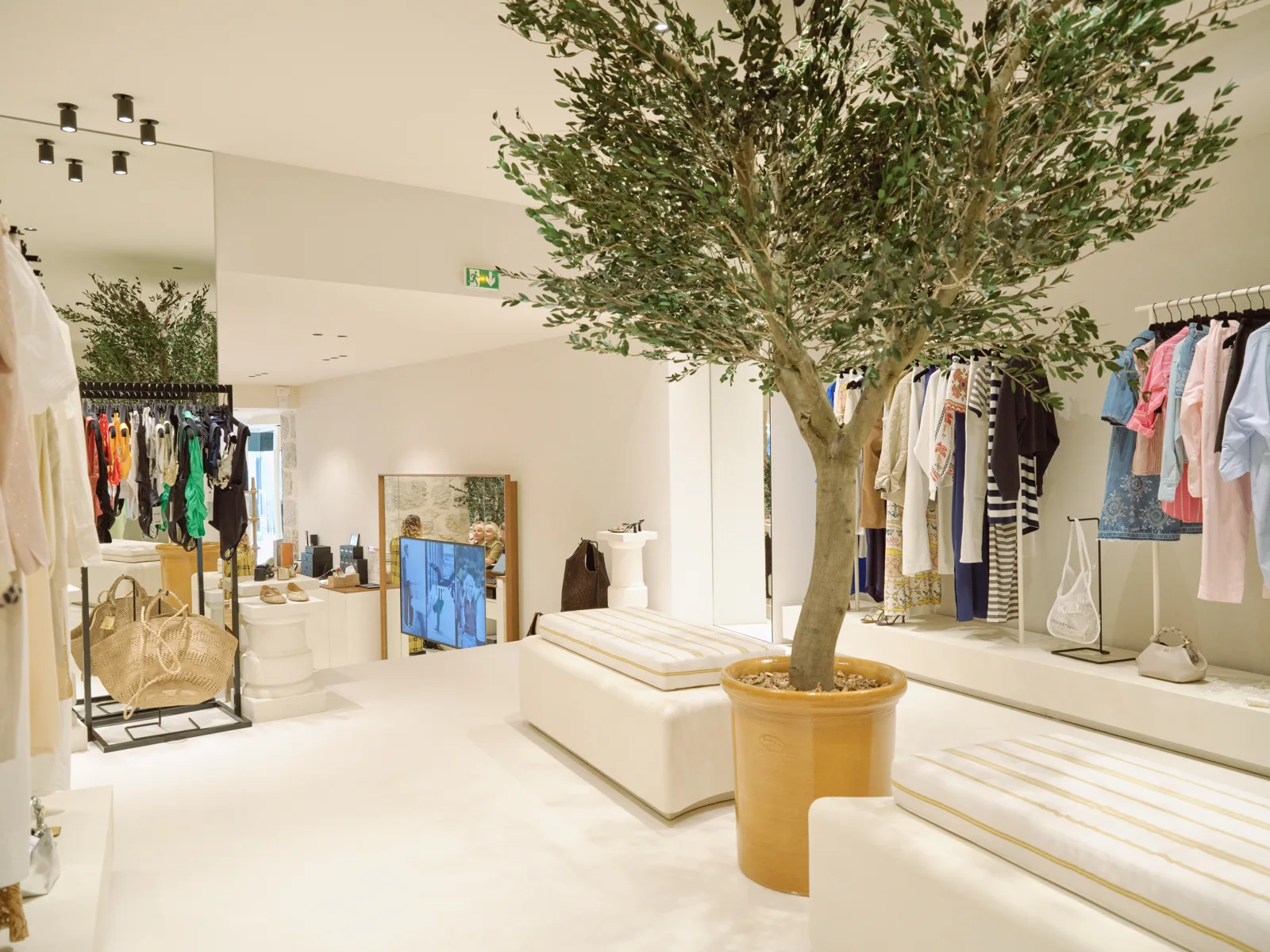 Bright interior of the Lulli boutique with a central olive tree